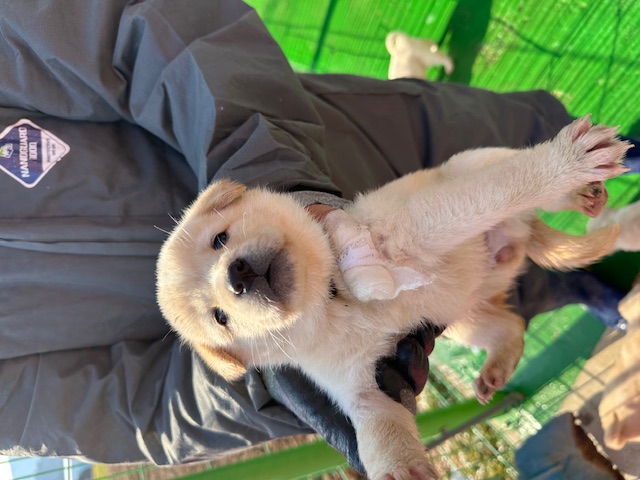 광양시 임시보호소_446484202500016